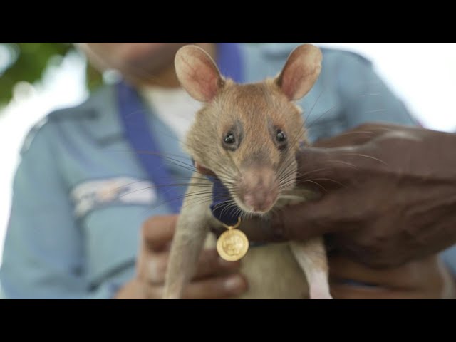 Una rata fue premiada con medalla de oro por salvar vidas 